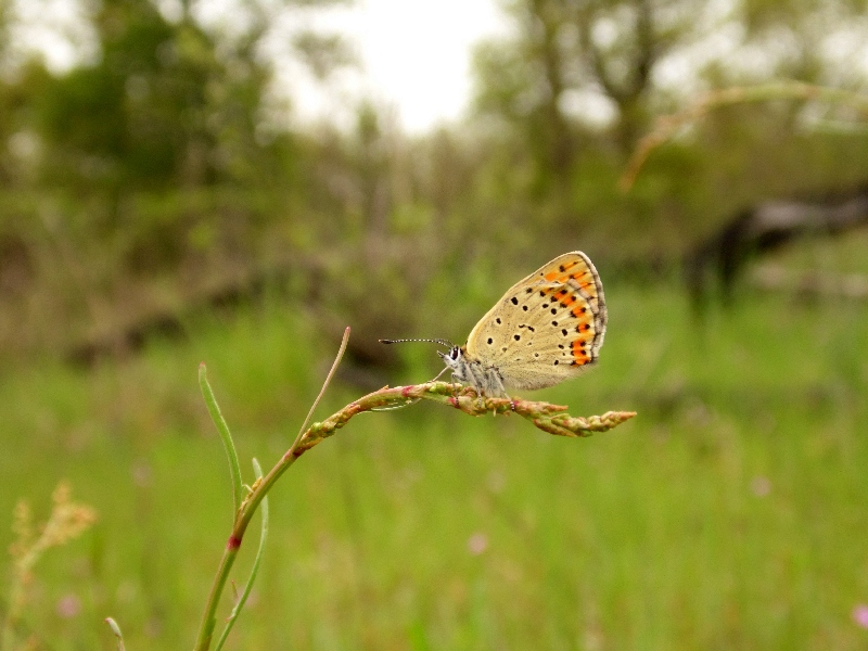 Lycaena tityrus M e F